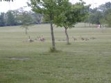 Geese at the parkSat May 21 18:54:38 CDT 2005