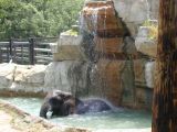 Elephant taking a bathFri Jun 3 11:32:52 CDT 2005