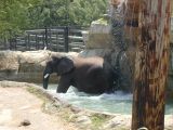 Elephant taking a bathFri Jun 3 11:39:42 CDT 2005